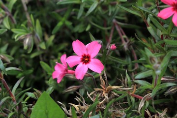 pink and white flower