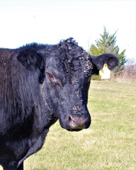 Closeup Of A Young Angus Bull 