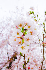 全盛期, とぶ, サクランボ, 木, 花, 自然, ブランチ, sakura, ピンク, 白, 咲く, すごい, 花, 美しさ, 植える, 庭, 季節, 美しい, フローラル, 桜, 空, 日本, 青, 開花, 全盛期