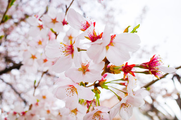 サクランボ, とぶ, 花, 木, 全盛期, ピンク, ブランチ, sakura, 自然, 咲く, 白, 花, 全盛期, すごい, 植える, 美しさ, 美しい, 季節, 庭, フローラル, ナチュラル, 日本, 桜, 新鮮