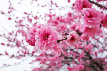 花, ピンク, とぶ, 全盛期, 木, 自然, サクランボ, 花, 咲く, 庭, 植える, すごい, 美しさ, ブランチ, sakura, 白, 植物, 美しい, アップ, フローラル, 全盛期, マクロ, 緑, サマータイム