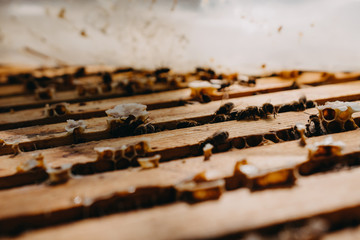 Bees in honeycomb, garden home