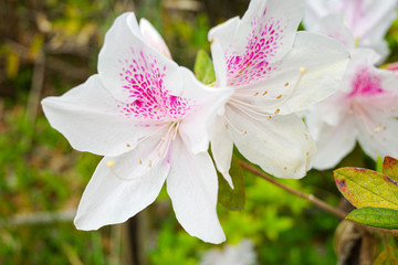 花, ピンク, 自然, 全盛期, 白, とぶ, 庭, 植える, 花, 木, 植物, リンゴ, 緑, 美しさ, 咲く, サマータイム, マクロ, 色, フローラル, 葉, 美しい, すごい, オレアンダー, アップ