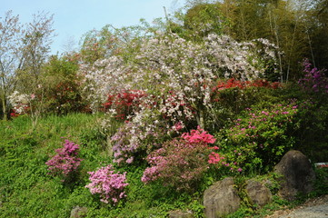ツツジと桜　鹿児島県出水市