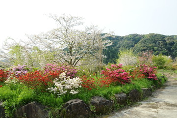 ツツジと桜　鹿児島県出水市