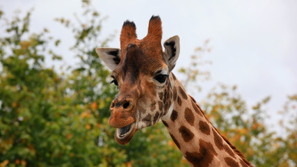 Close-up of a giraffe in front of some green trees, looking at the camera as if to say You looking at me? With space for text.