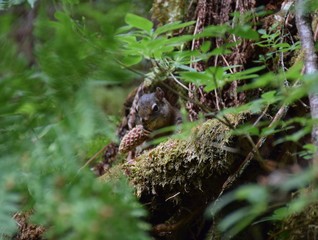 Forest Squirrel