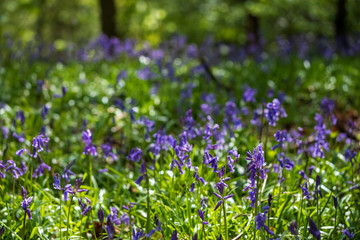 Wild bluebells in woodland, photographed at Pear Wood next to Stanmore Country Park in Stanmore, Middlesex, UK