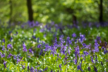Obraz na płótnie Canvas Wild bluebells in woodland, photographed at Pear Wood next to Stanmore Country Park in Stanmore, Middlesex, UK