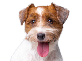 Jack Russell Terrier Puppy Close Up portrait