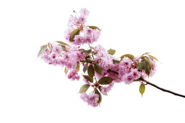 Naklejka na ściany i meble Cherry blossom, sakura flowers isolated on black background