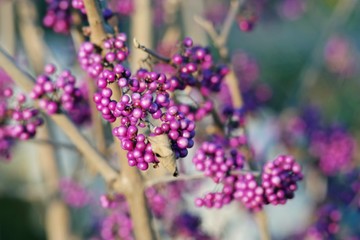 purple pearls closeup in autumn
