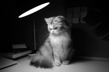 Beautiful black and white cat portrait