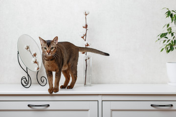 Abyssinian cat stands on a white dresser with mirror, plant and a cotton branch