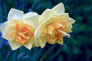 two daffodils
