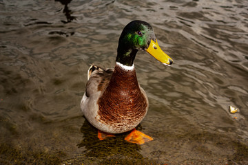 A duck in a pond