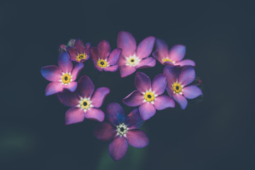 Wildflower Alpine Forget-me-not flower / Myosotis alpestris
