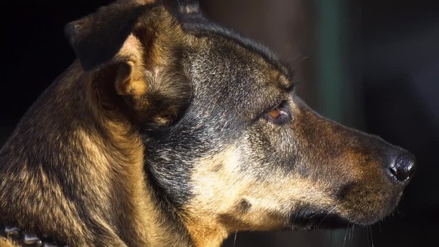 Mixed breed dog portrait closeup