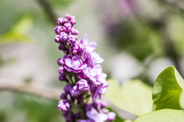 Flieder Lilac
