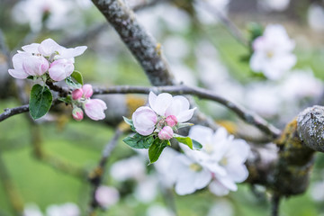 Obraz premium apple blossom