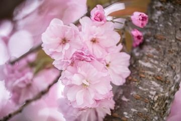 Fototapeta na wymiar Kanzan pink cherry blossom