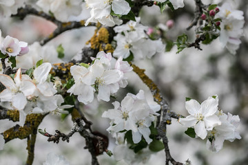 White apple blossom in spring