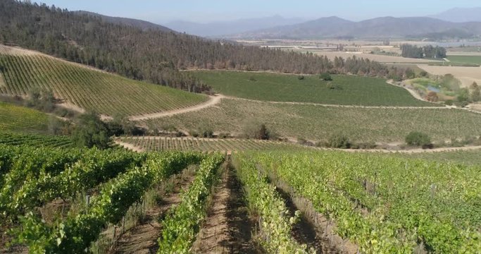 Aerial landscape over fields of vineyards grape with designation of origin. Grape plantation cutie wine lines perfect production winery wine blanc cabernet sauvignon merlot. Chile. 4K