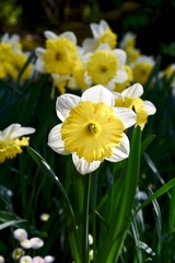 yellow daffodils in spring taken close up