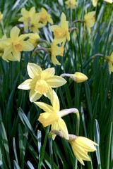Obraz premium daffodils in spring