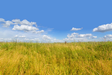 Fototapeta premium Summer meadow of ripe grasses and blue sky with white clouds