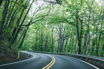Fototapeta premium Spring Foliage