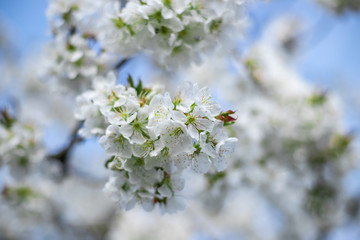 kwitnące drzewo wiosną białe © Michał.S-FOTO