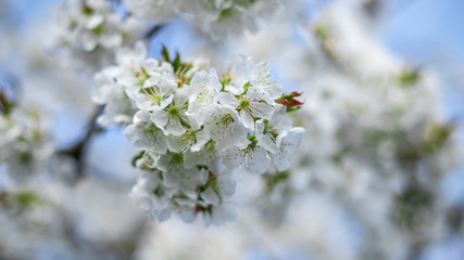kwitnące drzewo wiosną białe © Michał.S-FOTO