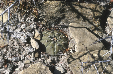 Astrophytum asterias in Mexico