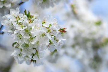 kwitnące drzewo wiosną białe © Michał.S-FOTO