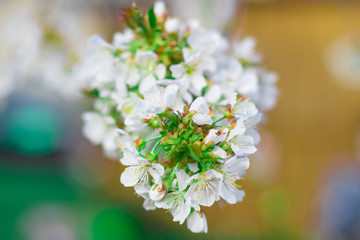 kwitnące drzewo wiosną białe © Michał.S-FOTO