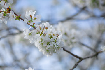 kwitnące drzewo wiosną białe © Michał.S-FOTO