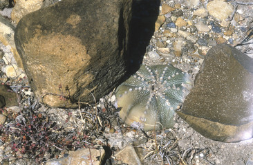 Obraz premium Astrophytum asterias in Mexico