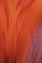 tulip, macro, red, flower, nature, garden, spring, bloom, plant, green, beauty, flora, blossom, summer, floral, beautiful, pink, poppy, flowers, closeup, gardening, love, tuliplife