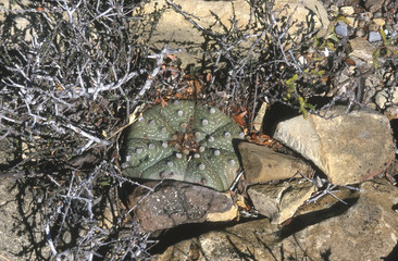 Astrophytum asterias in Mexico