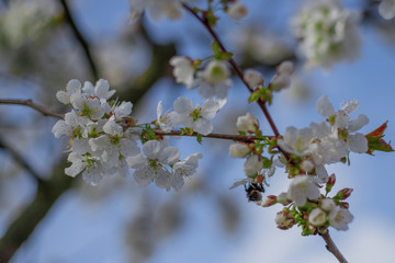 Fototapeta premium czereśnia wiosną
