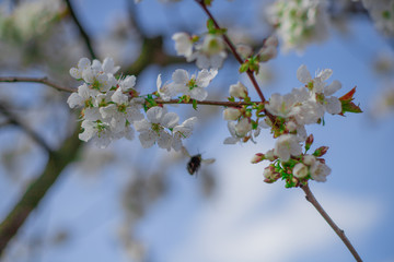 kwitnąca czereśnia