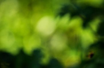 Background of nature - natural bokeh from forest for graphics