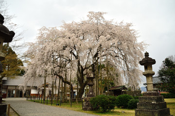 足羽神社のしだれ桜