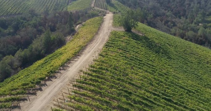 Aerial landscape over fields of vineyards grape with designation of origin. Grape plantation cutie wine lines perfect production winery wine blanc cabernet sauvignon merlot. Chile. 4K