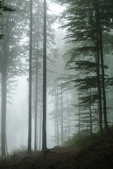 Green forest in a mysterious fog