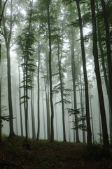 Green forest in a mysterious fog © Michal