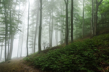 Green forest in a mysterious fog