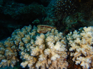 Naklejka na ściany i meble Coral reef ecosystem