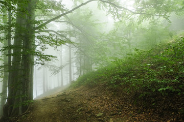 Green forest in a mysterious fog